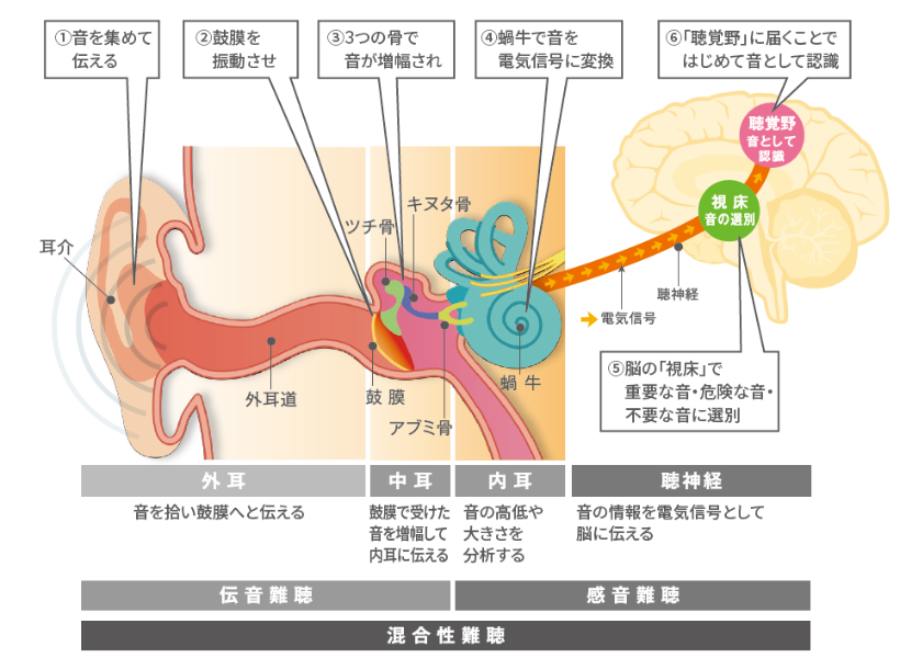 耳の構造